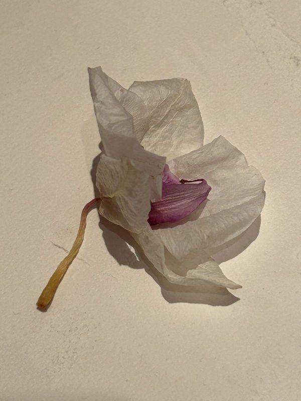 No.1, 2025, Fine art pigment print, 52.5x70cm