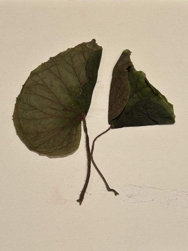 No.2, 2025, Fine art pigment print, 52.5x70cm