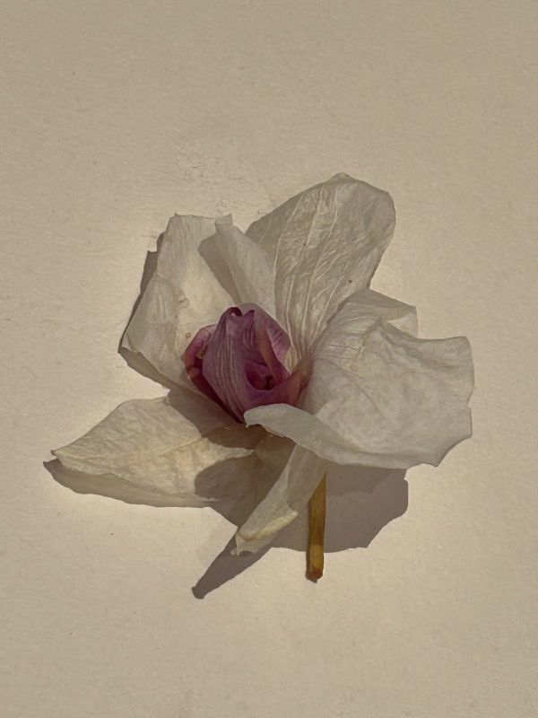 No.3, 2025, Fine art pigment print, 52.5x70 cm