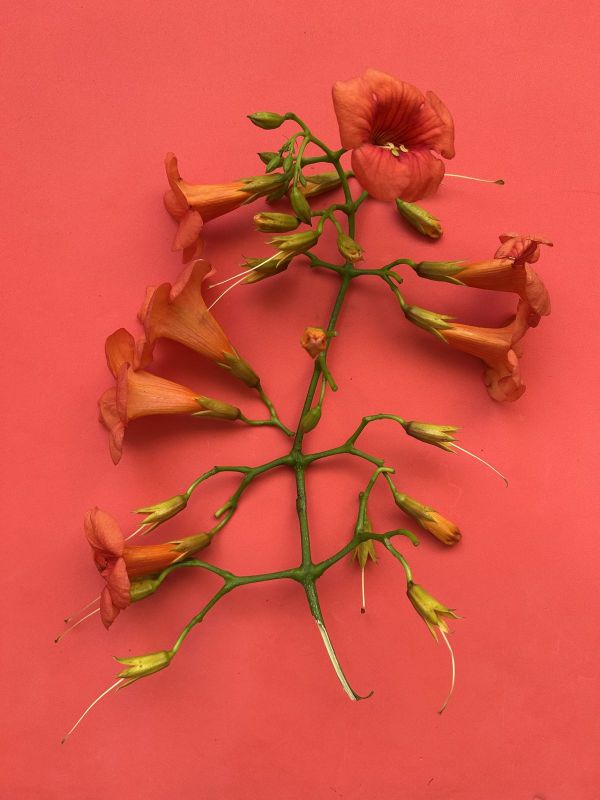 No.4, 2025, Fine art pigment print, 52.5x70 cm