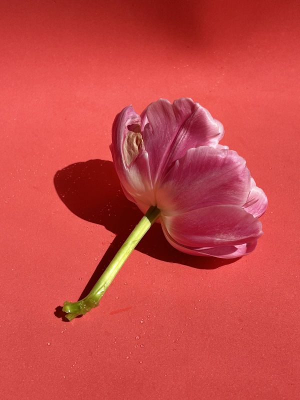 No.5, 2025, Fine art pigment print, 52.5x70 cm