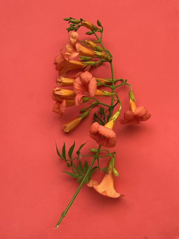 No.6, 2025, Fine art pigment print, 52.5x70 cm