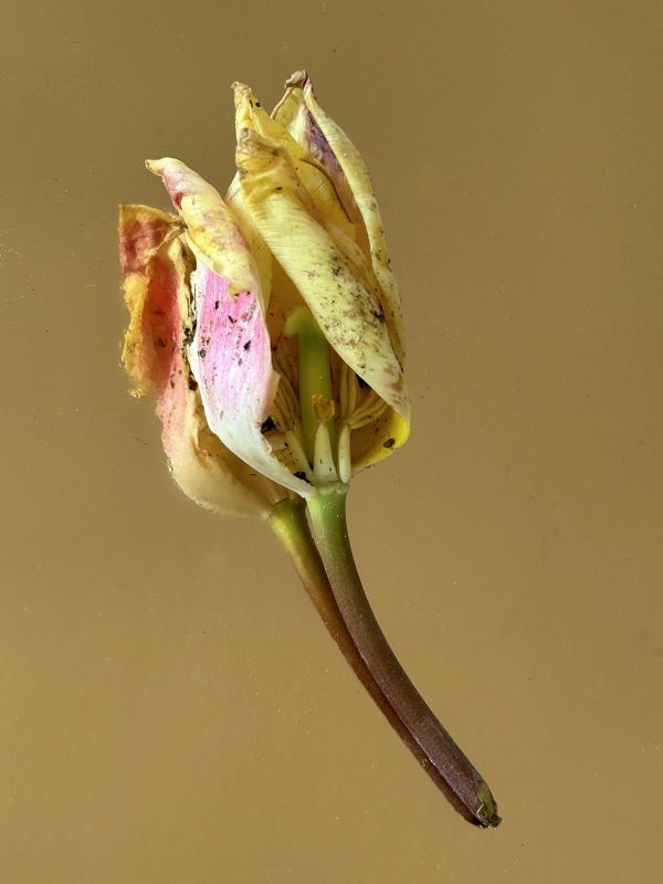 No.11, 2025, Fine art pigment print, 22.5x30 cm