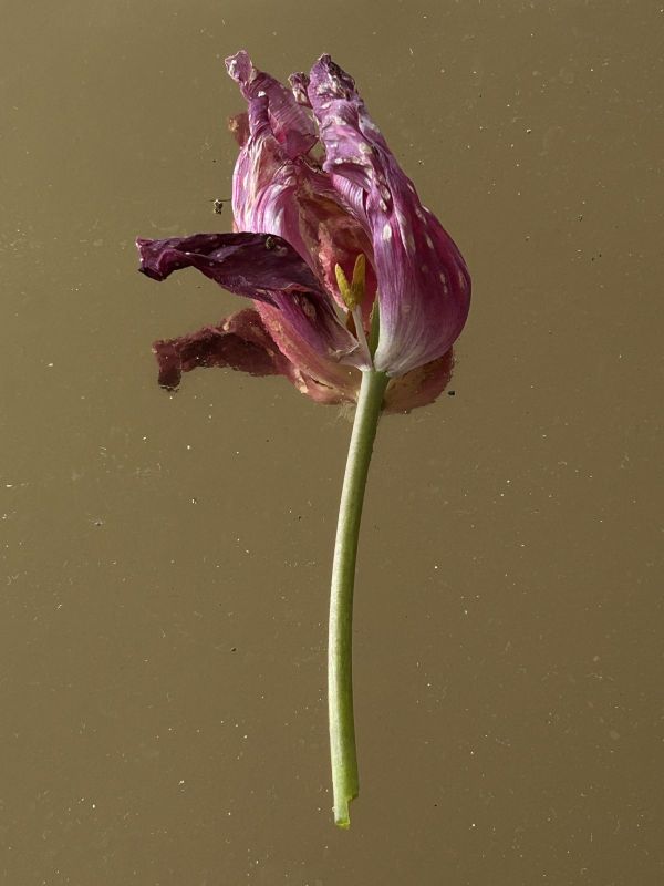 No.12, 2025, Fine art pigment print, 22.5x30cm