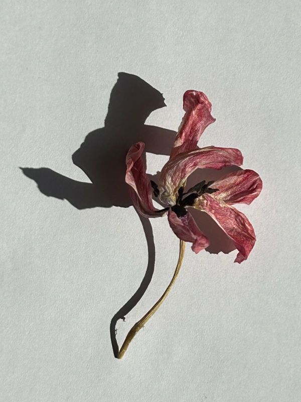 No.20, 2025, Fine art pigment print, 12.7x17 cm