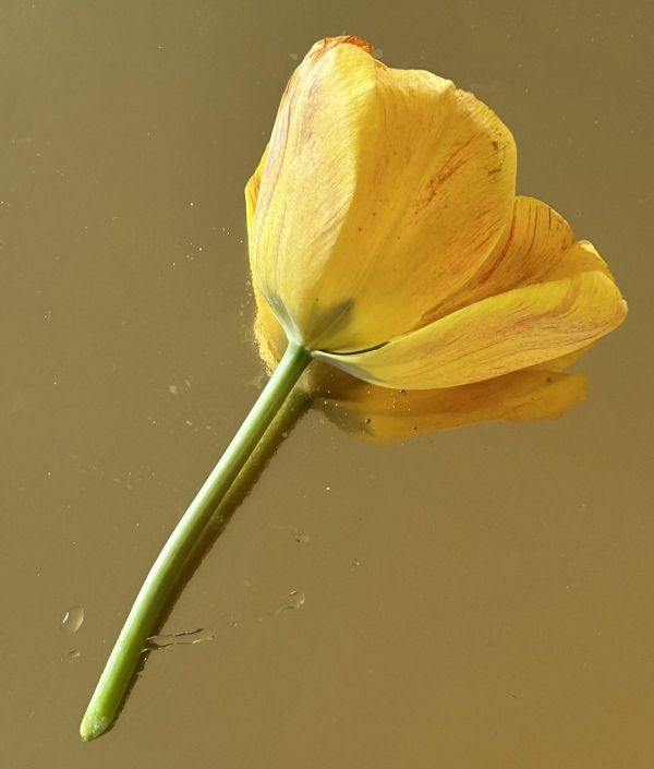 No.23, 2025, Fine art pigment print, 12.7x17 cm