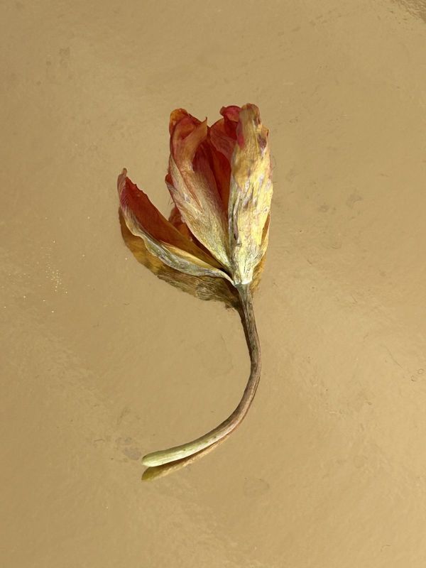 No.31, 2025, Fine art pigment print, 22.5x30 cm