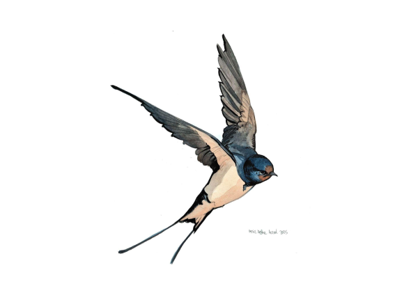 Swallow, 2025, Watercolor on paper, 23 x 21 cm