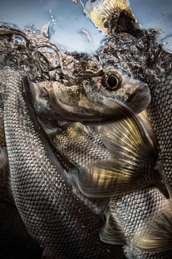 Van, 2021, Fine art print, 110 x 75 cm