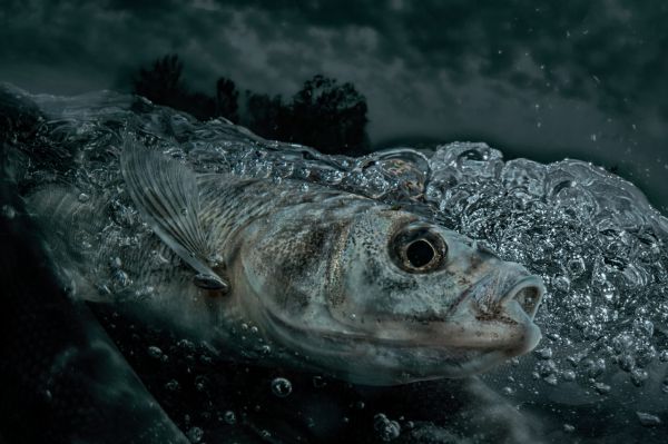 Van, 2021, Unique Archival Pigment Print, 75 x 110 cm