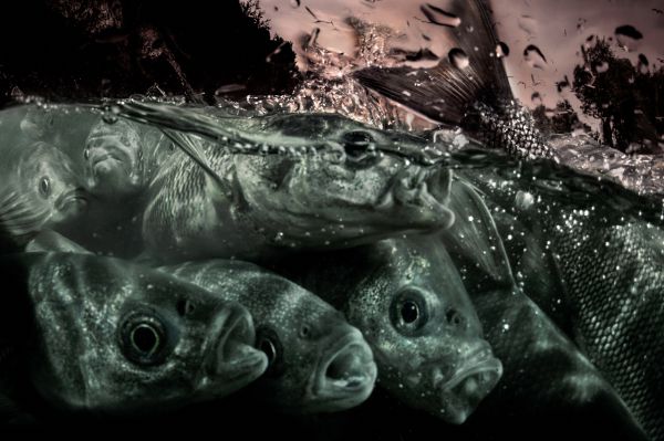 Van, 2019, Unique Archival Pigment Print, 75 x 110 cm