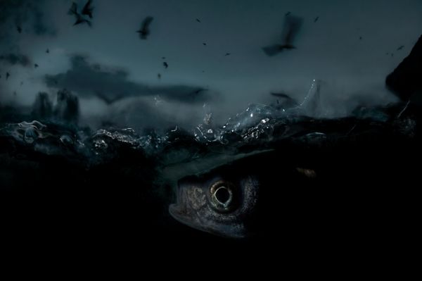 Van, 2018, Unique Archival Pigment Print, 75 x 110 cm