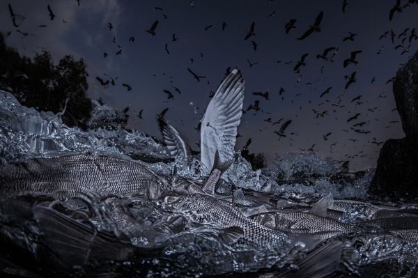 Van, 2020, Unique Archival Pigment Print, 75 x 110 cm