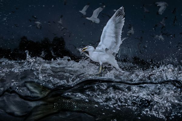 Van, 2019, Fine art print, 75 x 110 cm