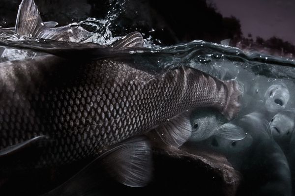 Van, 2019, Unique Archival Pigment Print, 75 x 110 cm