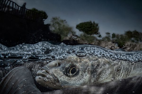 Van, 2021, Unique Archival Pigment Print, 75 x 110 cm