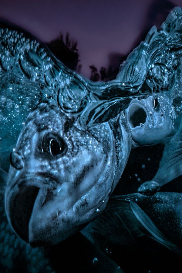 Van 2021, 2021, Unique Archival Pigment Print, 110 x 75 cm.