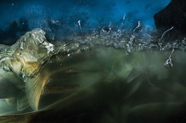 "Van 2020", 2020, Unique Archival Pigment Print, 69x104 cm, 69 x 104 cm.