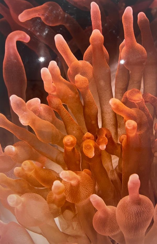 Yumuşak Temas, 2012, Photograph, 100 x 150 cm.